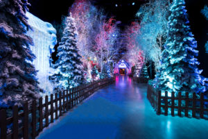 line of lit up trees