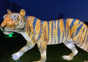 lit up tiger
