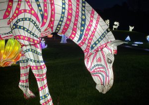 zebra light